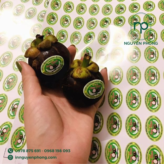 mẫu tem dán trực tiếp lên quả măng cụt